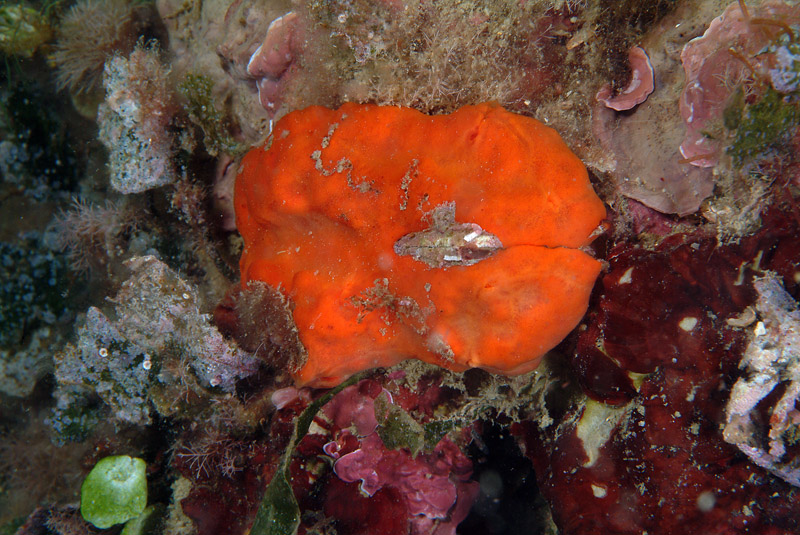 Arca noae